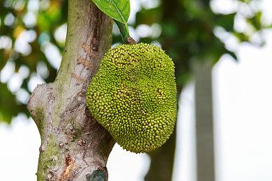 《枪火游侠》新角色参战预告 来自动画RWBY联动